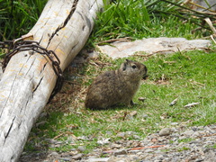 Cavia tschudii
