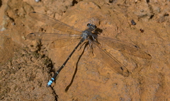 Caledopteryx maculata
