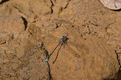 Caledopteryx maculata