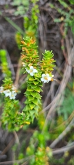Epacris apiculata