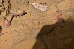 Caledopteryx maculata