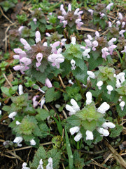Lamium purpureum
