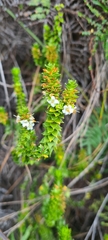 Epacris apiculata
