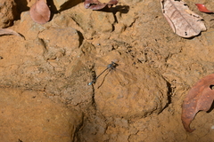 Caledopteryx maculata