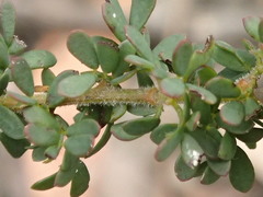 Acacia mitchellii