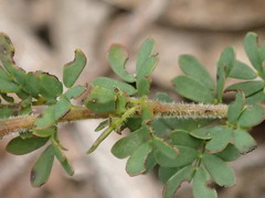 Acacia mitchellii