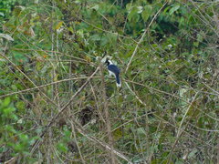 Cyanocorax mystacalis