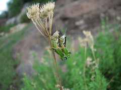 Phaedrotettix palmeri