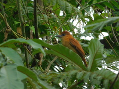 Pachyramphus homochrous