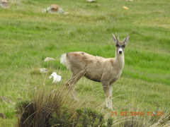 Hippocamelus antisensis