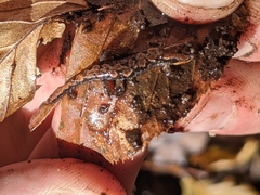 Desmognathus perlapsus