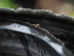 Tetramorium lanuginosum