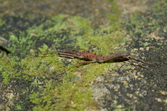 Labidiophasma rouxi
