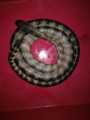 Hydrophis cyanocinctus