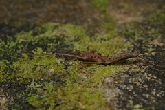 Labidiophasma rouxi