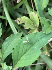 Chrysosoma globiferum