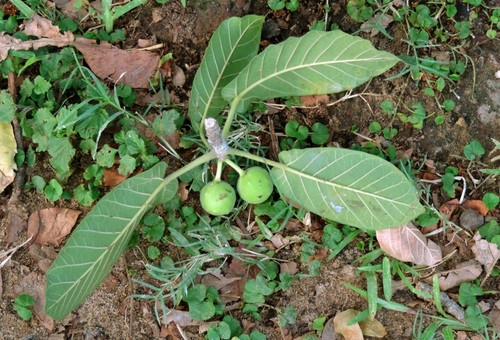 Ficus bussei, photograph 6