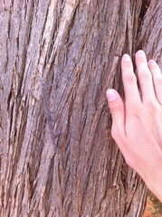 Archimantis quinquelobata