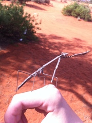 Archimantis quinquelobata