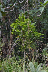 Dacrydium lycopodioides