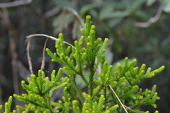 Dacrydium lycopodioides