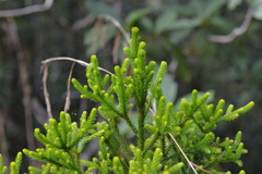 Dacrydium lycopodioides