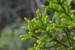 Dacrydium lycopodioides