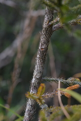 Dacrydium lycopodioides