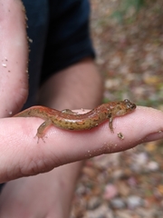 Desmognathus perlapsus
