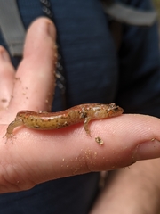 Desmognathus perlapsus