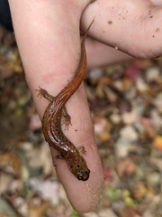 Desmognathus perlapsus