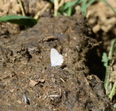 Cupido comyntas texana