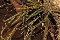 Dendrobium schoeninum