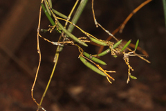 Dendrobium schoeninum