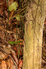 Dendrobium schoeninum