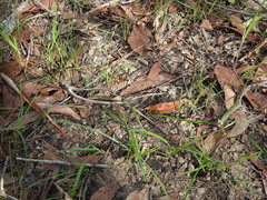 Eremochloa bimaculata