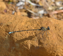 Caledopteryx maculata