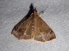 Clupeosoma cicatricale