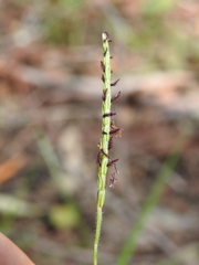 Eremochloa bimaculata