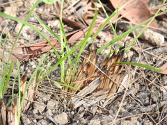 Eremochloa bimaculata