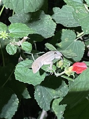 Anolis sagrei