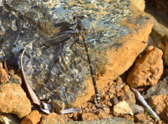 Caledopteryx maculata