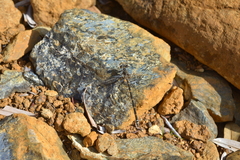 Caledopteryx maculata