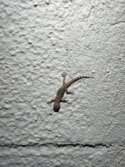 Hemidactylus turcicus