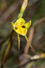 Diuris basaltica