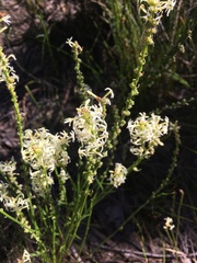 Stackhousia aspericocca