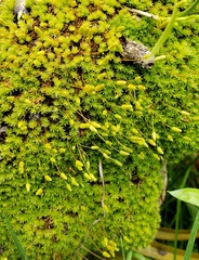 Leptostomum macrocarpum