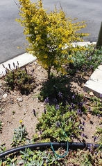 Ligustrum × vicaryi