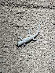 Hemidactylus turcicus