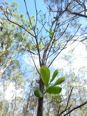 Persoonia cornifolia